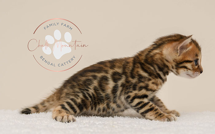 Bengal kitten for sale